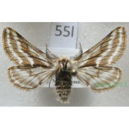 Lycia zonaria (Denis & Schiffermüller, 1775) male Czech55l